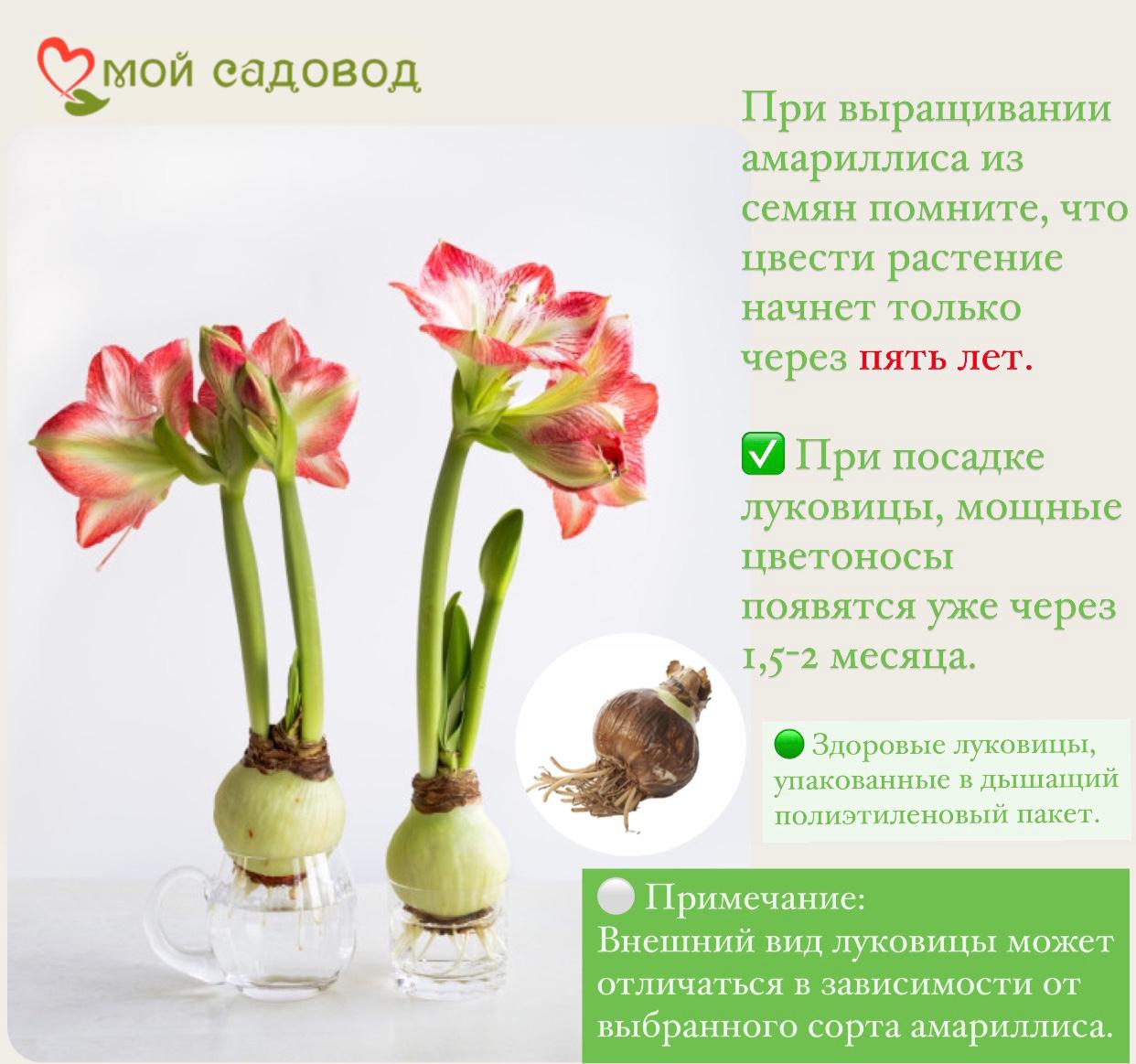 Амариллиса Махровый Нимф