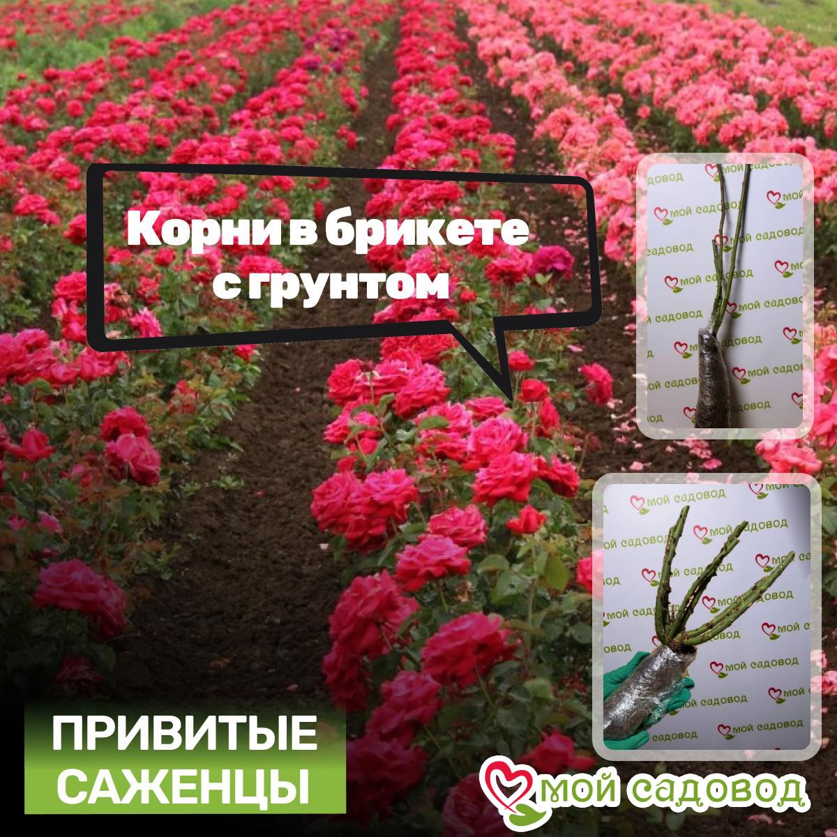 Роза Роял Глом